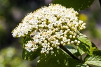 Viburnum lantana 11