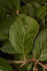 Viburnum lantana 12