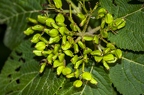Viburnum lantana 13