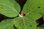 Viburnum lantana 14