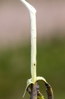 Salix cinerea 01