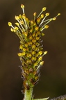 Salix cinerea 02