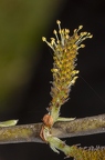 Salix cinerea 03