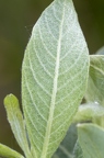 Salix cinerea 04