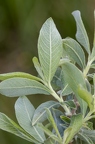 Salix cinerea 05