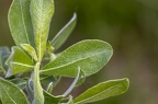 Salix cinerea 06