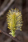 Salix cinerea 07