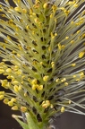 Salix cinerea 08