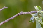 Salix cinerea 09