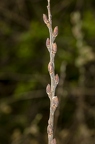 Salix cinerea 11