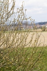 Salix cinerea 12
