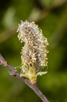 Salix cinerea 13