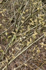 Salix cinerea 14