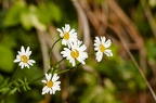 Tanacetum corymbosum 1