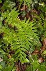 Tanacetum corymbosum 2