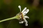 Tanacetum corymbosum 3