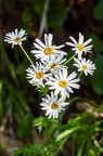 Tanacetum corymbosum 4