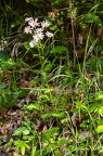 Tanacetum corymbosum 5