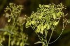 Thalictrum aquilegiifolium 01