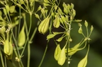Thalictrum aquilegiifolium 02