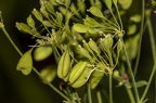 Thalictrum aquilegiifolium 03