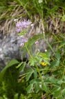 Thalictrum aquilegiifolium 05