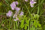 Thalictrum aquilegiifolium 06