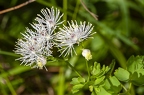 Thalictrum aquilegiifolium 08