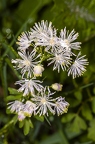 Thalictrum aquilegiifolium 09