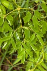 Thalictrum aquilegiifolium 12
