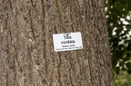 Tilia cordata 01
