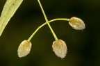 Tilia cordata 02