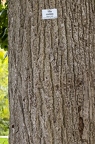 Tilia cordata 03