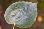Tilia cordata 04