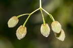 Tilia cordata 05