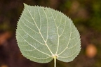 Tilia cordata 06
