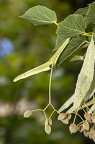 Tilia cordata 07