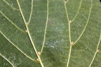 Tilia cordata 09