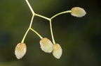 Tilia cordata 10