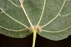 Tilia cordata 11