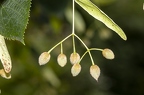 Tilia cordata 12