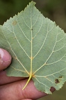 Tilia cordata 13