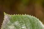 Tilia cordata 14