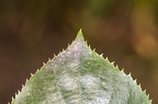 Tilia cordata 15