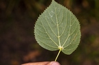 Tilia cordata 17
