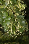 Tilia cordata 18