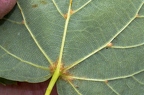 Tilia cordata 19