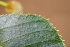 Tilia cordata 20