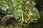 Tilia cordata 21