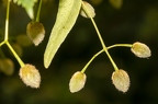 Tilia cordata 22